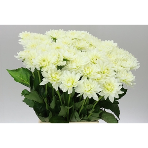 Dahlia Siberia