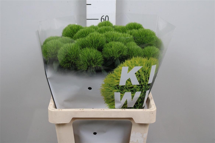 <h4>Di Barb Kiwi Mellow</h4>