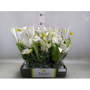 Phalaenopsis   ...white