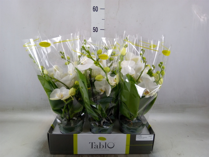 <h4>Phalaenopsis   ...white</h4>