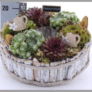 ARR SEMPERVIVUM
