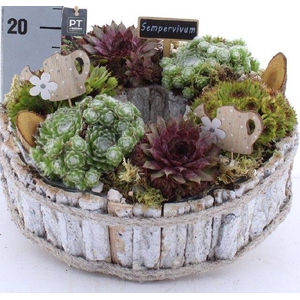 ARR SEMPERVIVUM