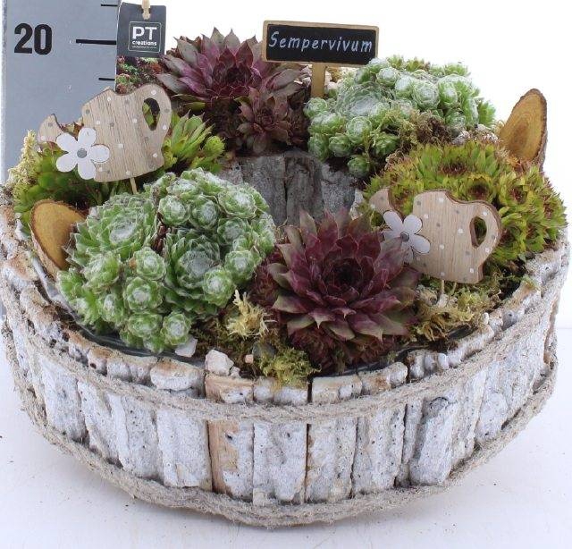 <h4>ARR SEMPERVIVUM</h4>