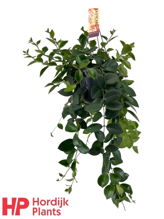 <h4>Aeschynanthus Mona Lisa</h4>