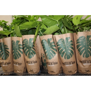MONSTERA DELICIOSA P16