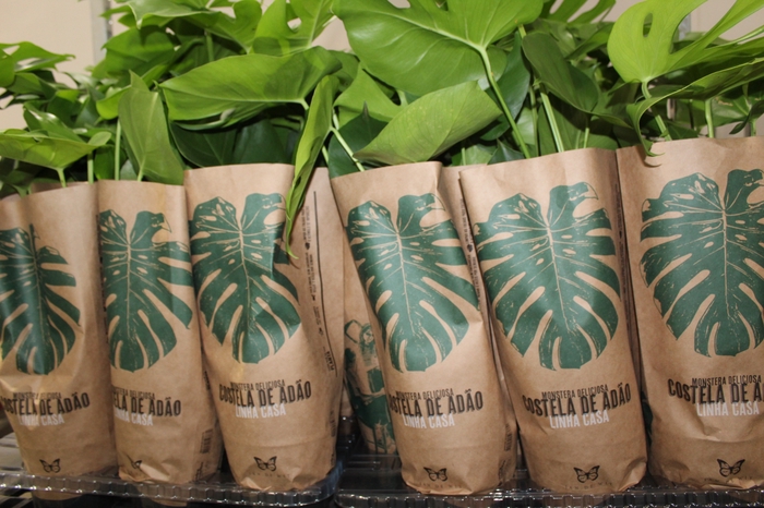 <h4>MONSTERA DELICIOSA P16</h4>