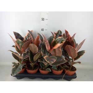 Ficus elastica 'Belize'