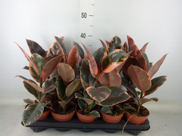 <h4>Ficus elastica 'Belize'</h4>