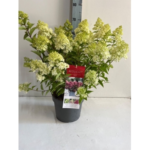 Hydrangea pan.