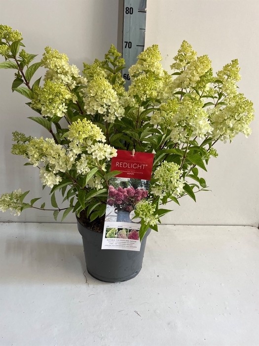 <h4>Hydrangea pan.</h4>