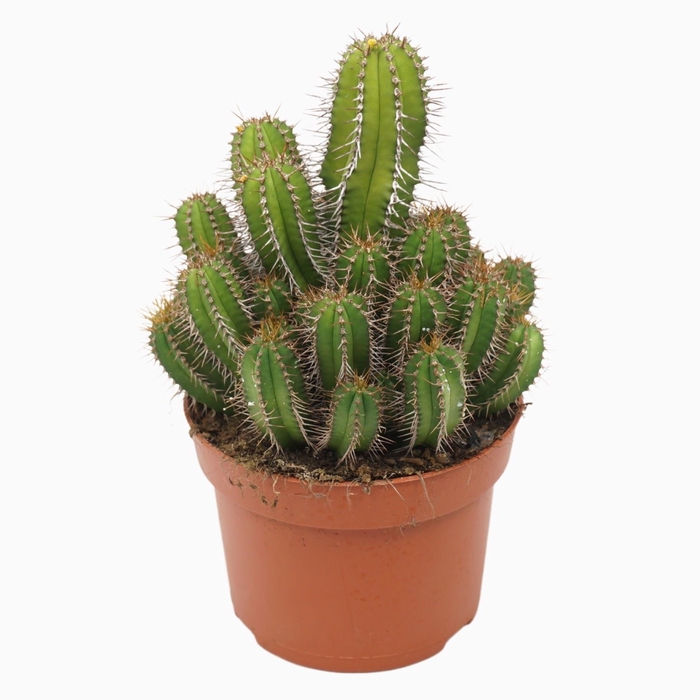 Euphorbia