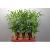 Chamaedorea Elegans P24