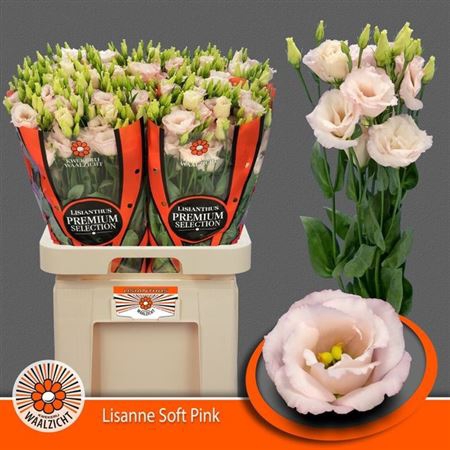 <h4>Eus G Soft Pink ( New ! )</h4>