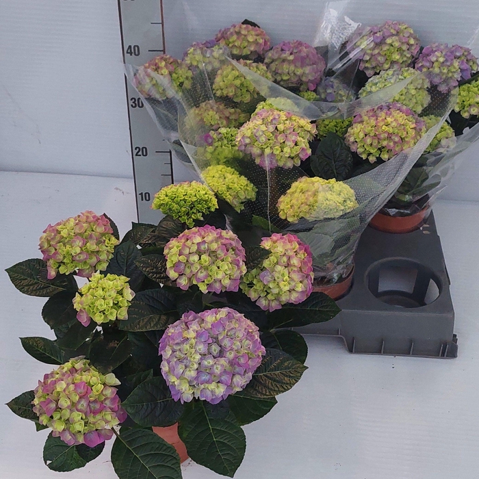 <h4>HYDR M ANDA</h4>