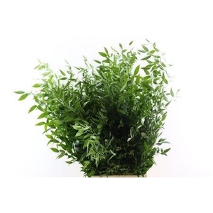 RUSCUS ACULEATUS BS
