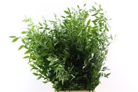 <h4>RUSCUS ACULEATUS BS</h4>