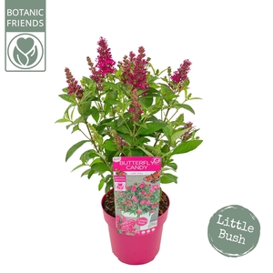 Buddleja Butterfly Candy Little Rub