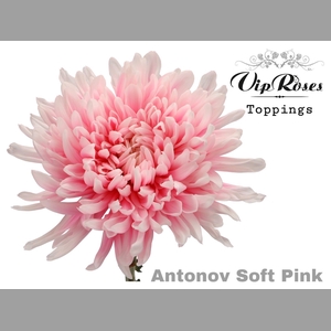CHR G ANTONOV SOFT PINK