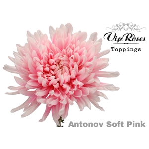 Chr G Antonov Soft Pink