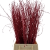 Birch 70cm Red