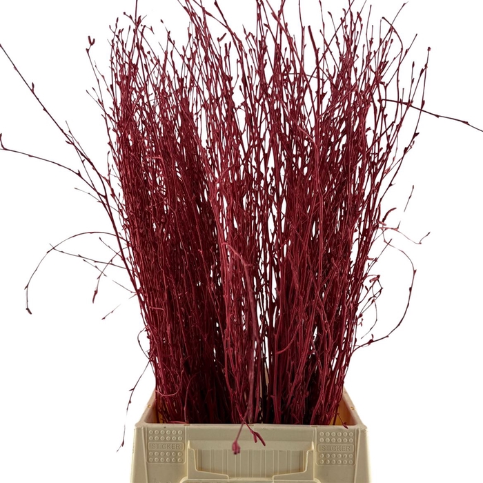 Birch 70cm Red