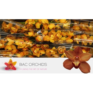 CYMB T MI BR ARANCIA