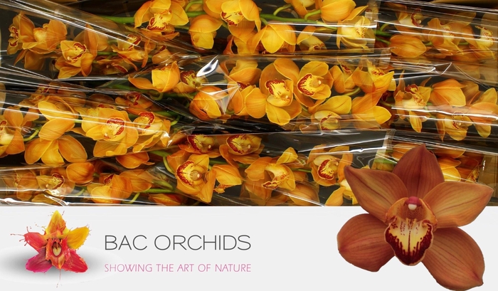 <h4>CYMB T MI BR ARANCIA</h4>