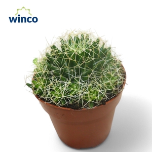 Mammillaria Longimamma