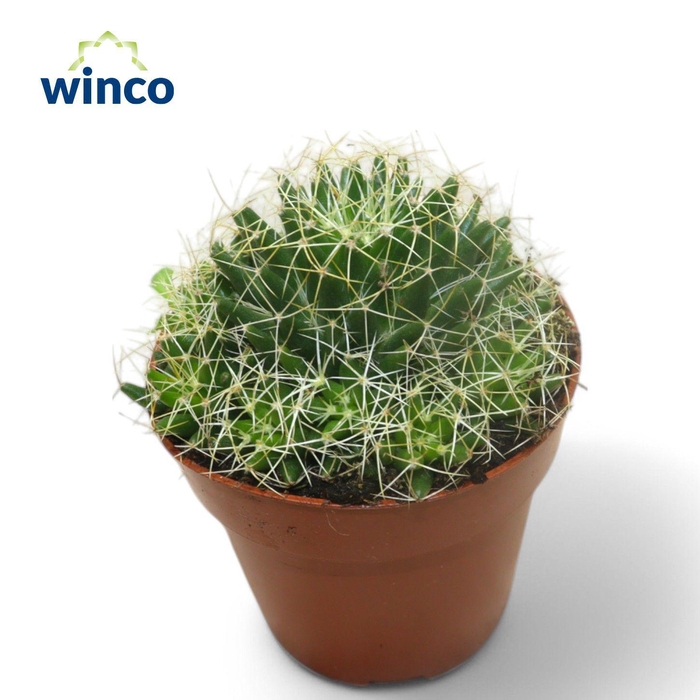 <h4>Mammillaria Longimamma</h4>