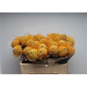 Leuco Ayoba Apricot Amber