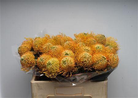 <h4>Leuco Ayoba Apricot Amber</h4>