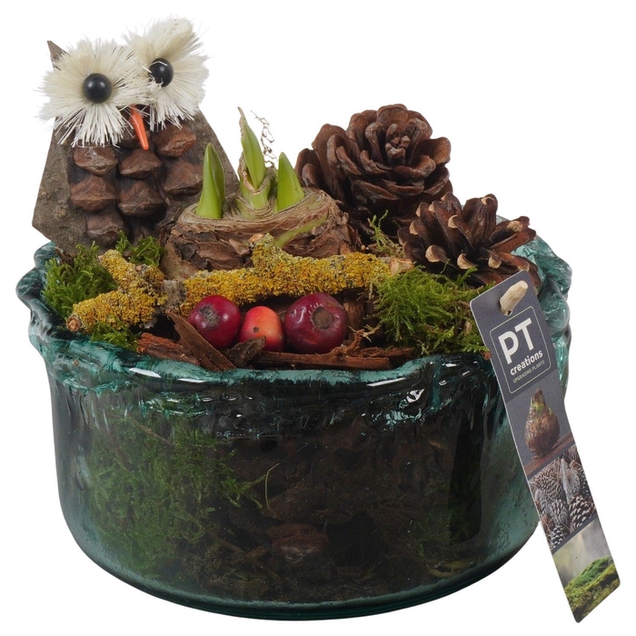 <h4>Arr.  Hippeastrum  L%</h4>