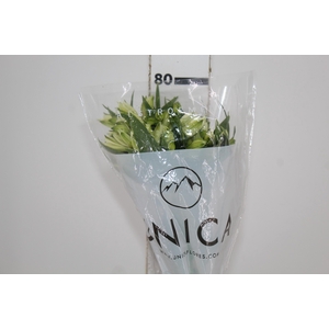 ALSTROEMERIA AKEMI 080 CM