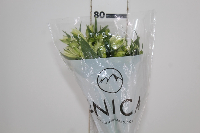 <h4>ALSTROEMERIA AKEMI 080 CM</h4>