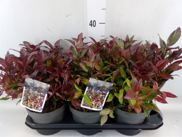 <h4>Leucothoe axillaris 'Zeblid'</h4>