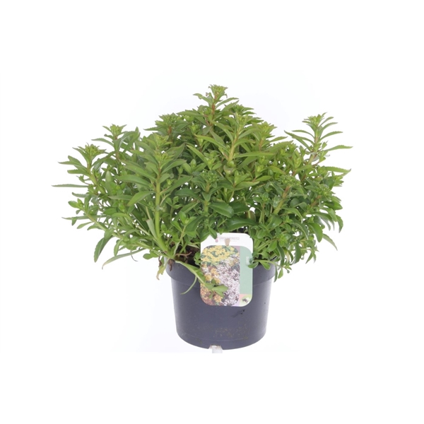 <h4>Sedum kamtschaticum The Edge</h4>