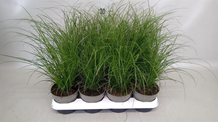 <h4>Carex brunnea</h4>