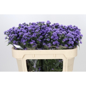 Aster Baby Blue