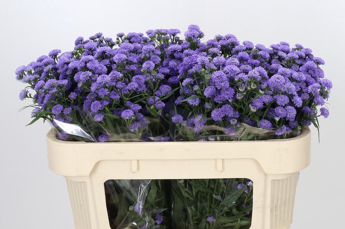 <h4>Aster Baby Blue</h4>