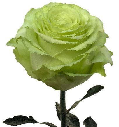 <h4>R GR LEMONADE</h4>