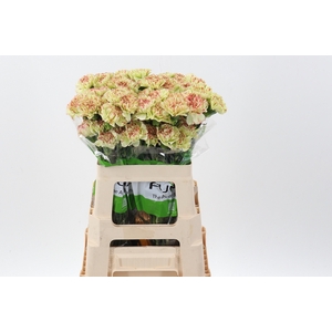 Di St Artemis 60cm