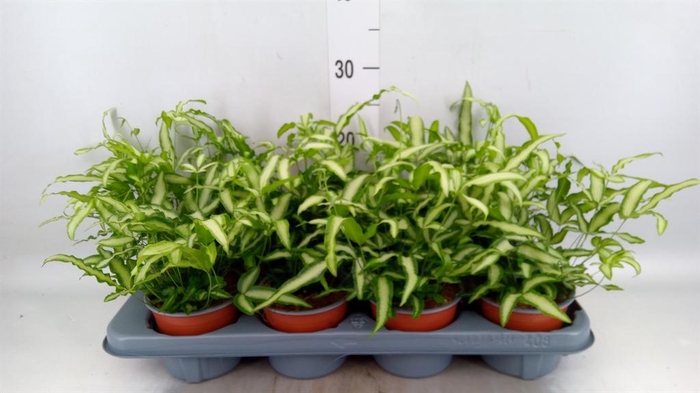 <h4>Pteris cretica 'Albolineata'</h4>
