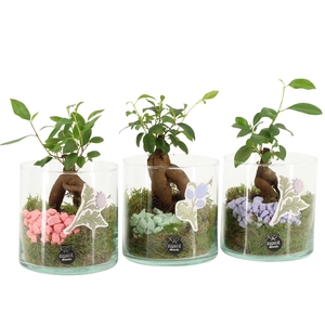 21938: Contradiction arrangement