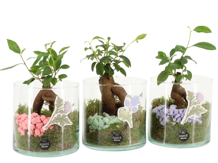 <h4>21938: Contradiction arrangement</h4>