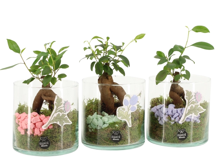 <h4>21938: Contradiction arrangement</h4>