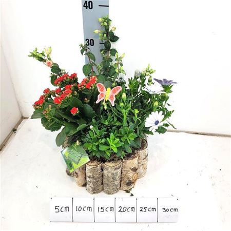 <h4>Arr Tuinplanten</h4>