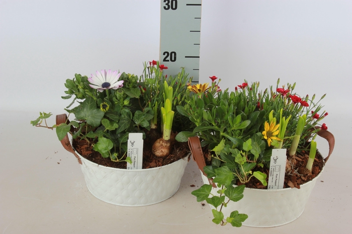 <h4>ARR TUINPLANTEN</h4>