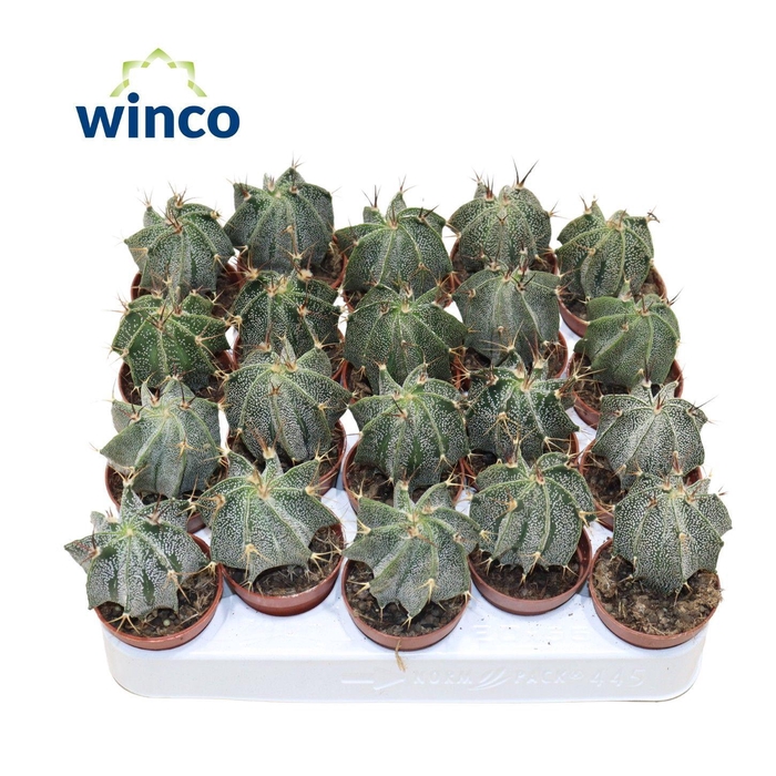 <h4>Astrophytum Ornatum</h4>