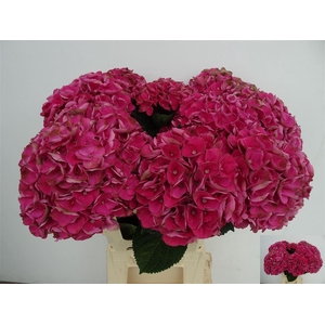 Hydr Ov Cerise
