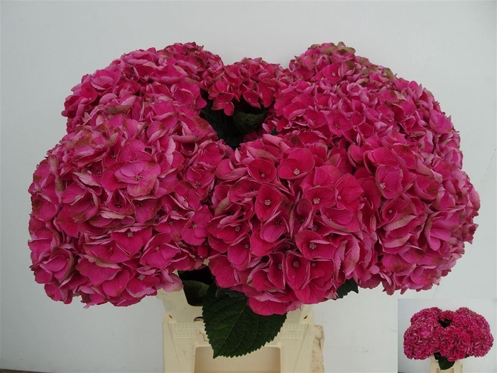 <h4>Hydr Ov Cerise</h4>